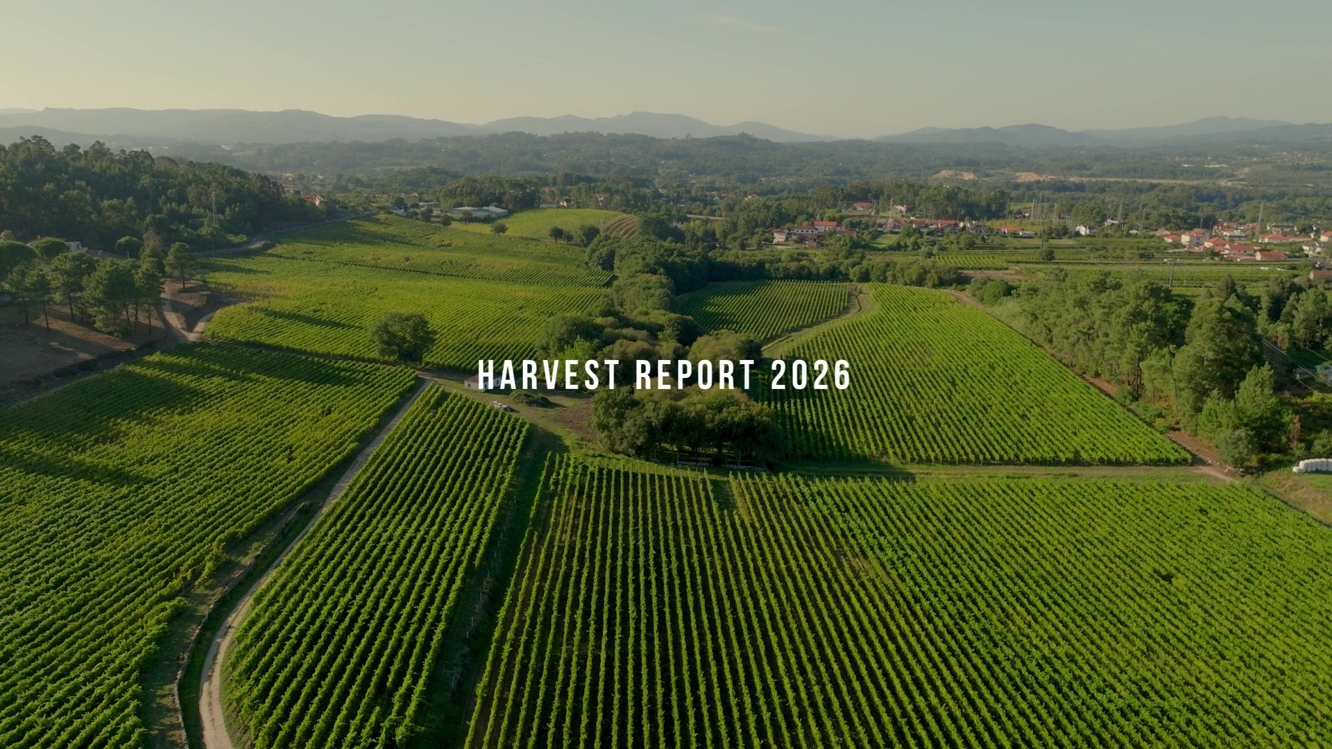 Harvest Report 2026 – Vinhos de mesa com Pedro Barbosa